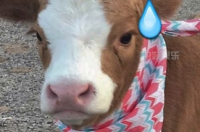 娱乐吃瓜酱肥猪猪,肥猪猪的趣味人生揭秘